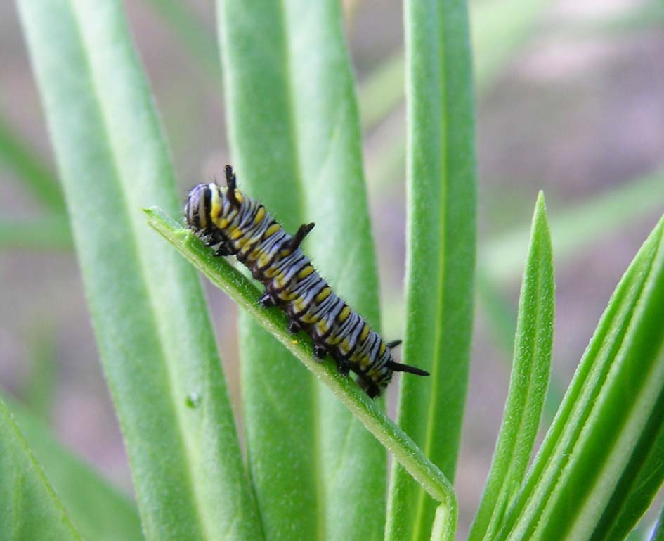 Danaus (Anosia) chrysippus, larva